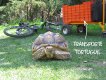 Goliat y su carrito