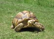 Este es Goliat